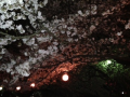 花見ラン♪