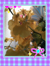 ☆巡り合い・・(pq′▽`*)ぅふっ♪ぅふっ♪ 画像2