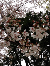 人間だもの 画像1