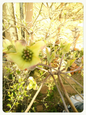 ☆春爛漫(#^_^#) 画像1