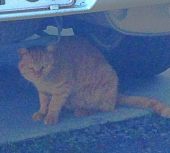 近場ウォーク 画像1