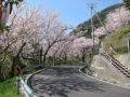 山口県周防大島２