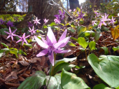 カタクリの花 画像3