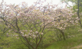 八重桜