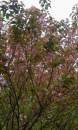 八重桜