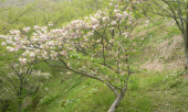 花見と言う名の・・・・ 画像1