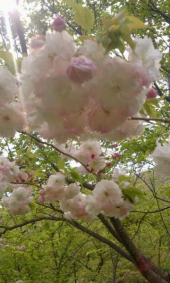 花見と言う名の・・・・ 画像2