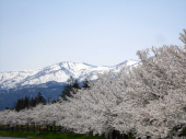 日本三大夜桜 画像2