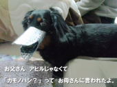 カモノハシ？ 画像3