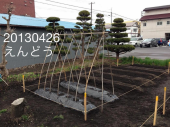 えんどう蒔きました 画像1
