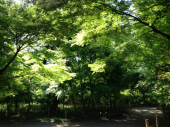 平林寺そば 画像1