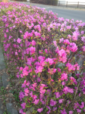 つつじ咲いてました 画像1