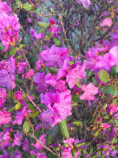 つつじ咲いてました 画像2