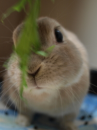 手をチクチク