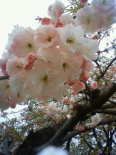 桜ウォーク　　・・・♪ 画像1