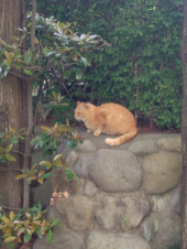 のんびりの休日 画像2