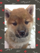 ☆マヂりんこで、マヂすかまじーろ！ 画像3