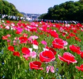 子供の日。（☀）