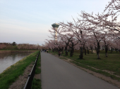 桜ラン 画像1