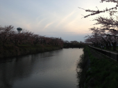 桜ラン 画像2
