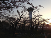 桜ラン 画像3