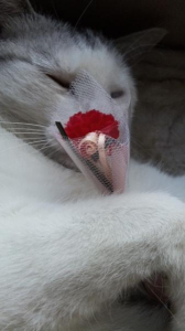 母の日に父は。。。 画像2