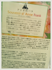 ☆アンネの薔薇・・♪ 画像1