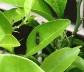 増量…(O_O) 画像3