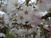 桜満開 画像1