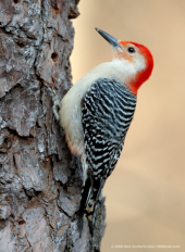 ウッドペッカー。 画像1