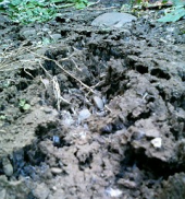 モップが凍った 画像1