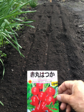 ラディッシュまきました 画像1