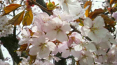 桜 画像3