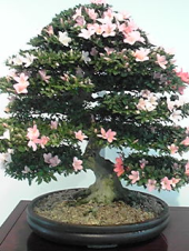 花菜ガーデン 画像2