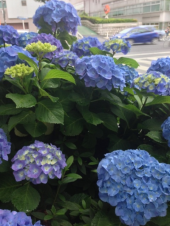 5月最終日 画像1