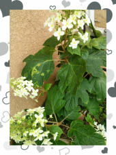 ☆とんがり紫陽花？買いました♪ 画像1