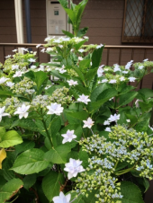 増えるのはすぐ‼ 画像1