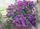 紫陽花♪ 画像1