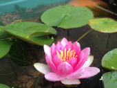 睡蓮・・・・咲きました(^O^)/ 画像1