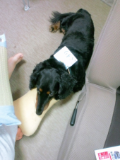 父の日「お気に入りの枕」 画像1