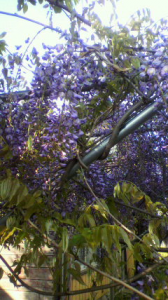 空き実家にて 画像2