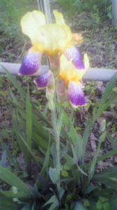 空き実家にて 画像3