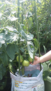 トマトが大きくなって 画像1