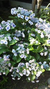 北鎌倉あじさい見物→家呑み 画像2