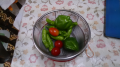 ブルーベリー収穫