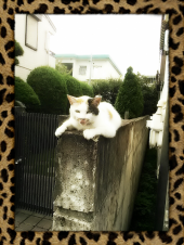☆ガチでラジオ体操(笑) 画像1