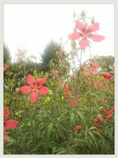 ☆命がけサウナ～(￣∇￣) 画像2