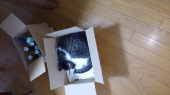 癌です。 画像1