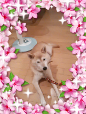 ☆勘弁してぇーーーーー！ヽ(*´□｀)ﾉ 画像1