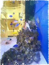 ☆お魚になりたぃ・・・ 画像1